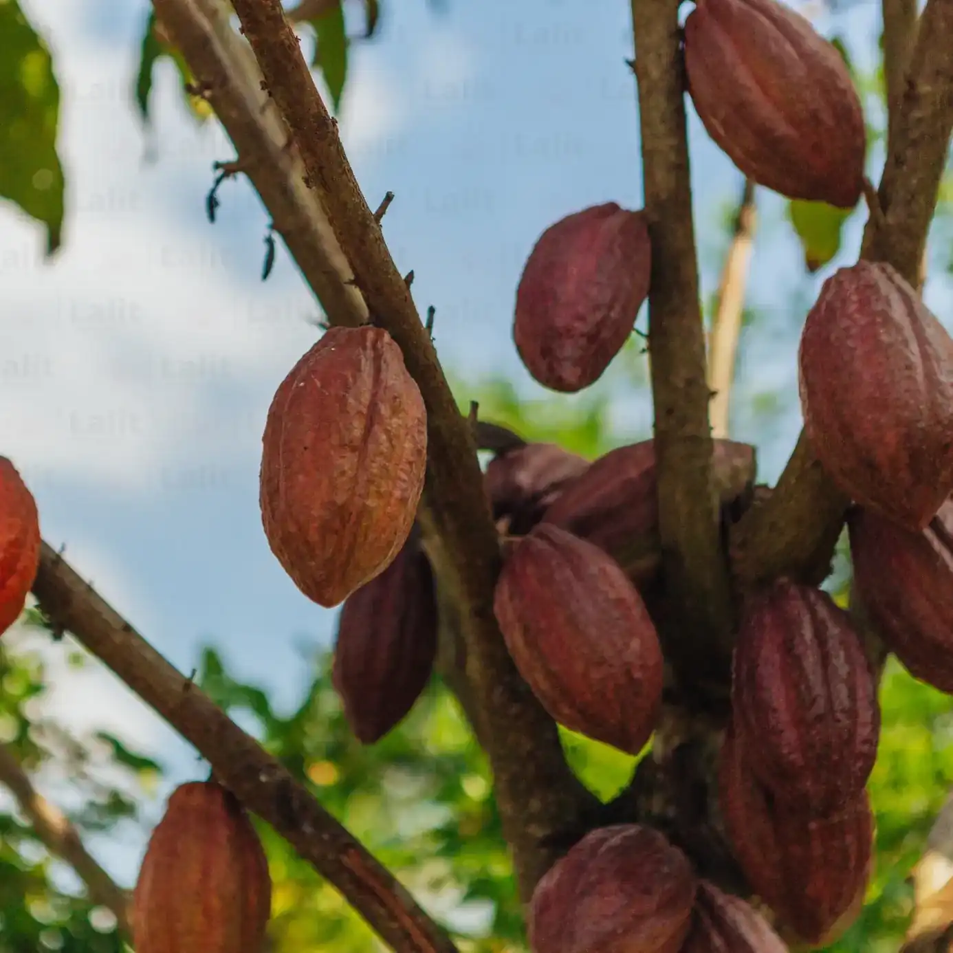 Ice Coco / Ice Cream Coconut (આઇસ કોકો નાળિયેર)